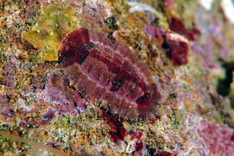 Callochiton septemvalvis